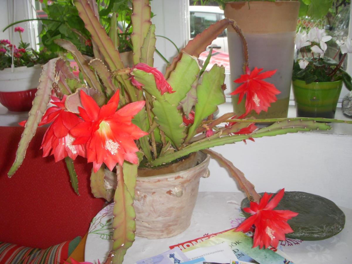 Garden Szivarvany Utcai Vendeghaz Szeged Luaran gambar